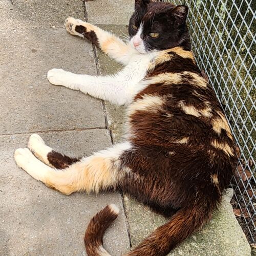 Katze