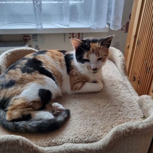 Katze