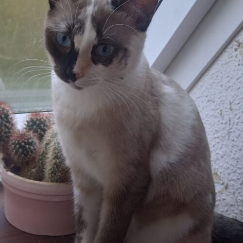 Katze