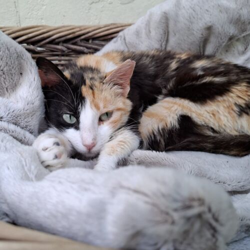 Katze