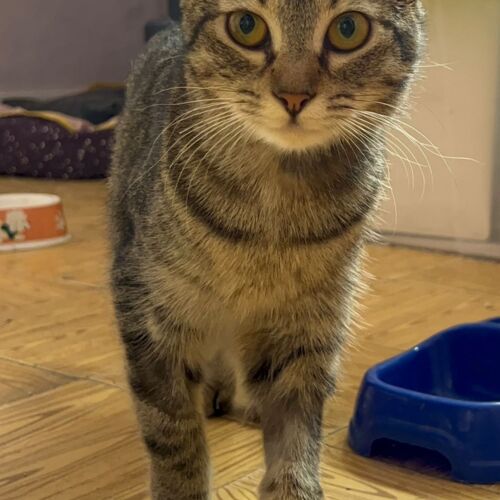 Katze