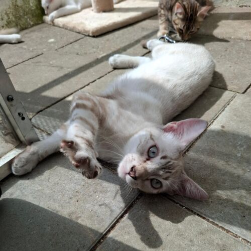 Katze