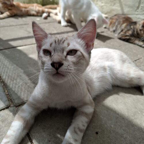 Katze