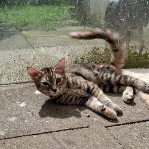 Katze