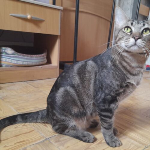 Katze
