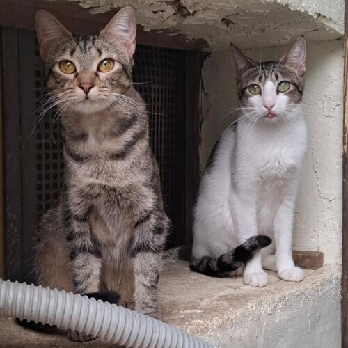 Katze
