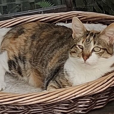 Katze