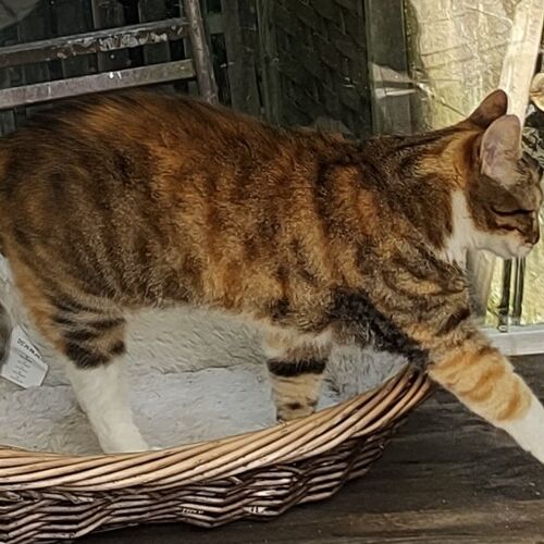 Katze