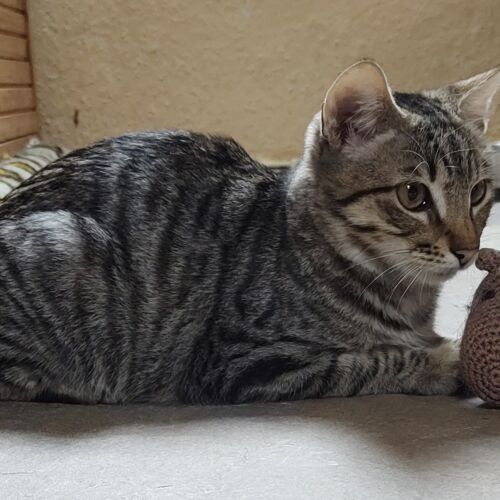 Katze