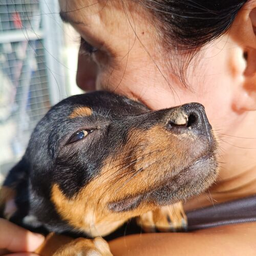 Freya