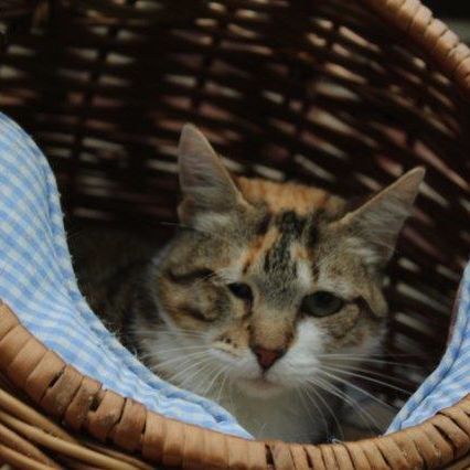 Katze