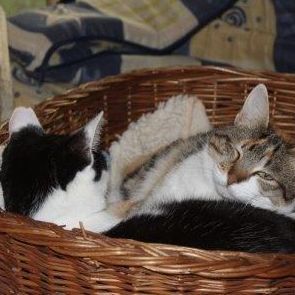 Katze