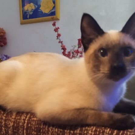 Katze