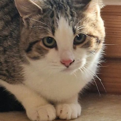 Katze