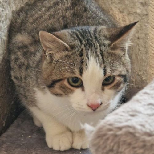 Katze