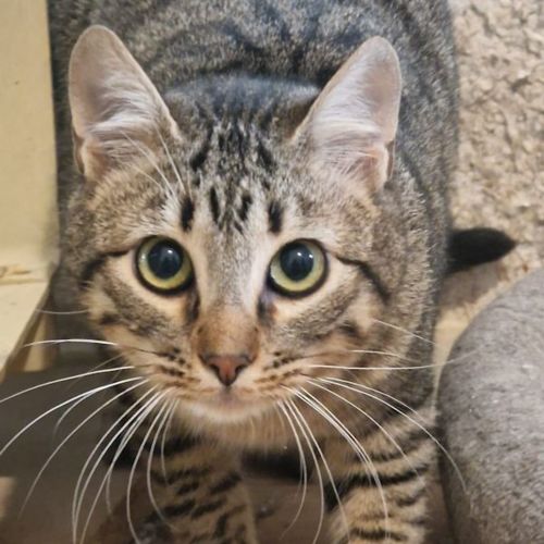 Katze