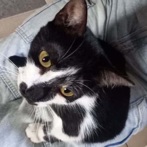 Katze
