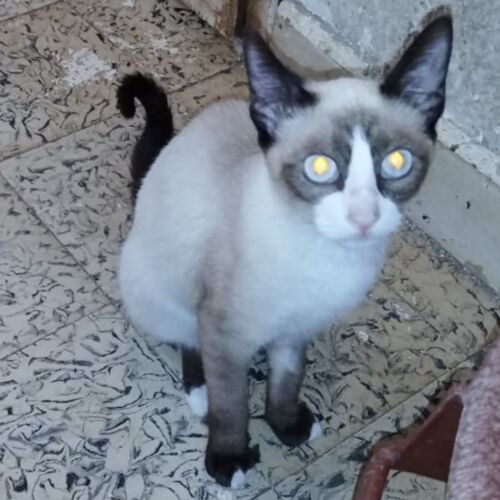 Katze