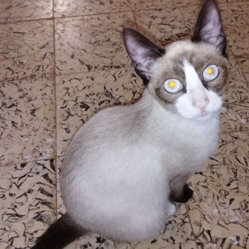 Katze
