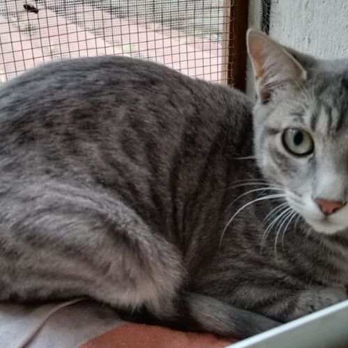 Katze