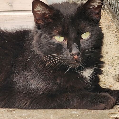 Katze
