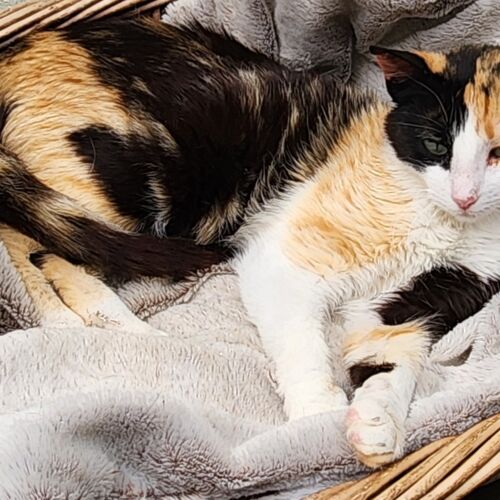 Katze