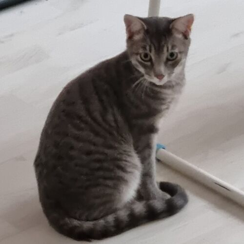 Katze