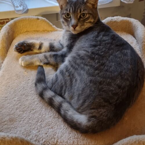 Katze
