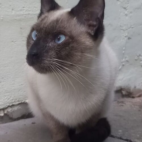 Katze