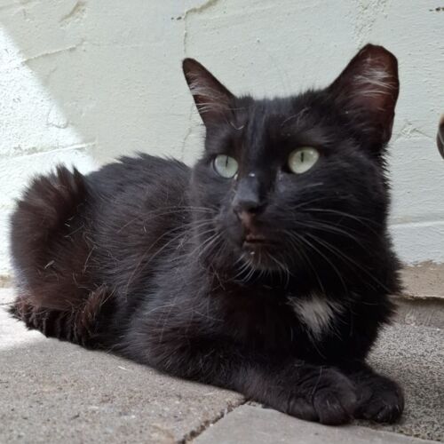 Katze