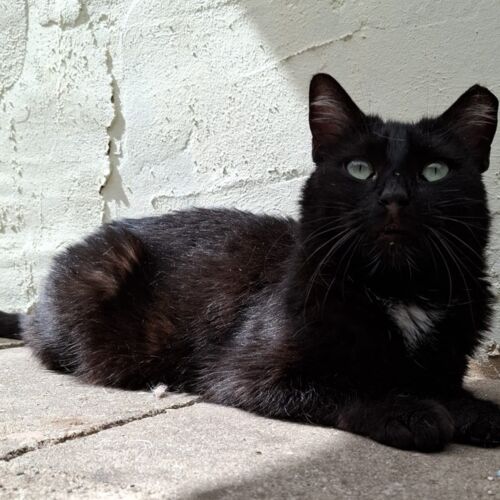 Katze