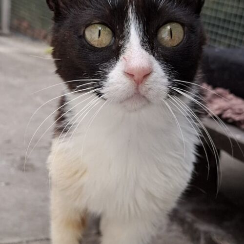 Katze
