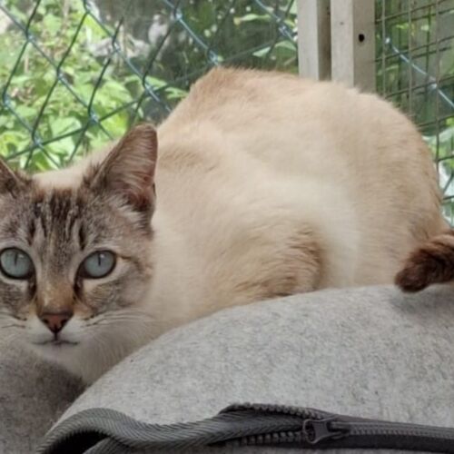 Katze