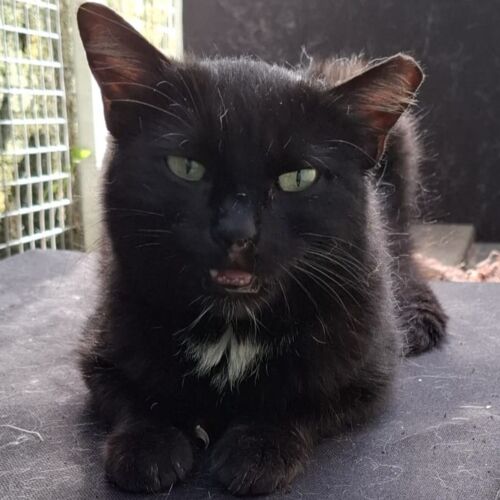 Katze
