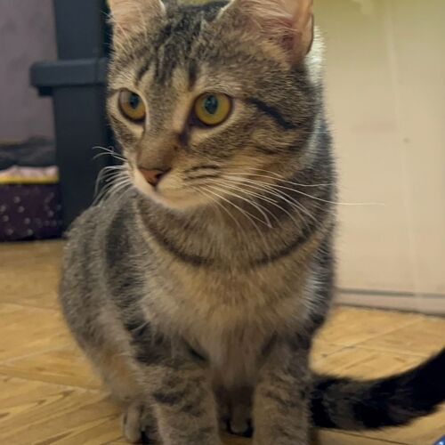 Katze