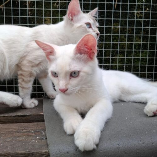 Katze