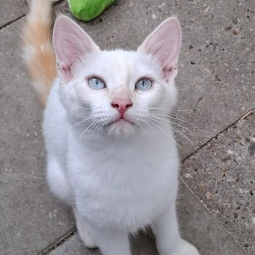 Katze