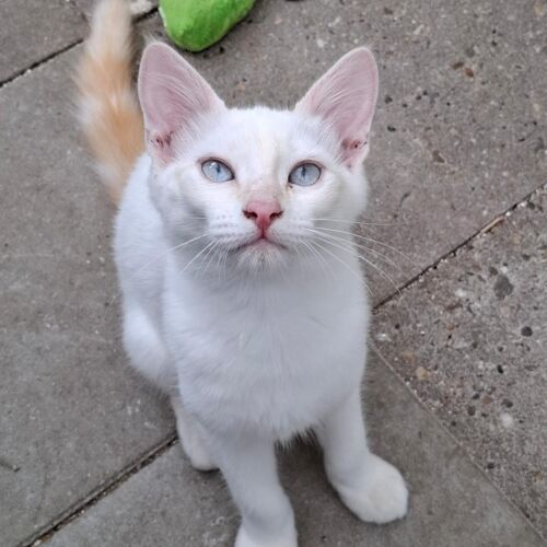 Katze