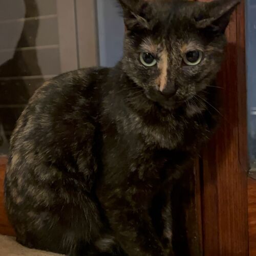 Katze