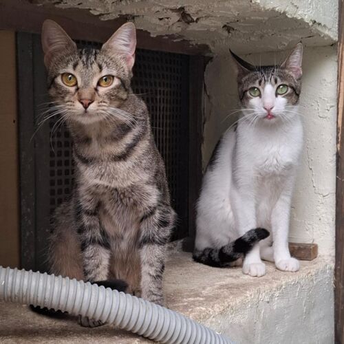 Katze
