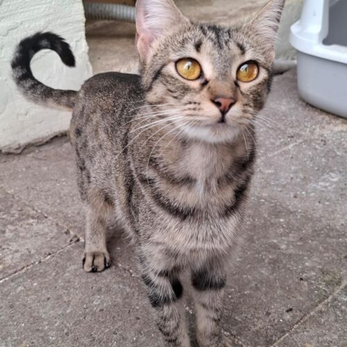 Katze