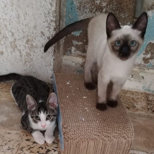 Katze