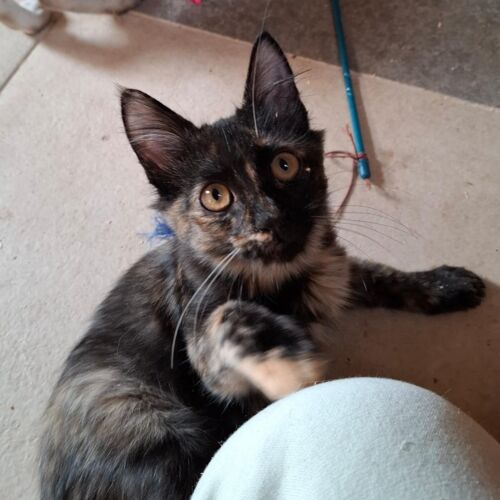 Katze