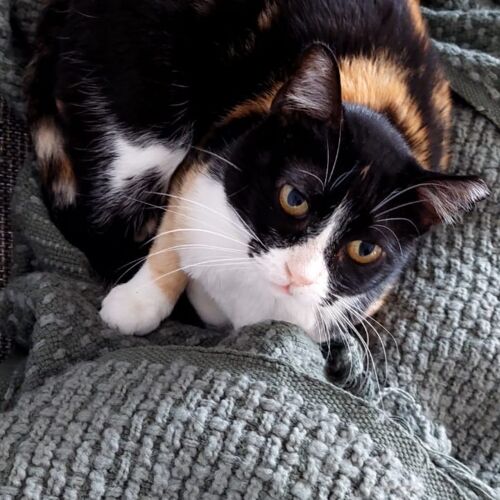 Katze