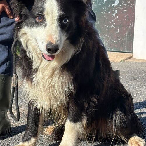 Merlin