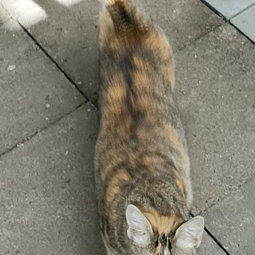 Katze