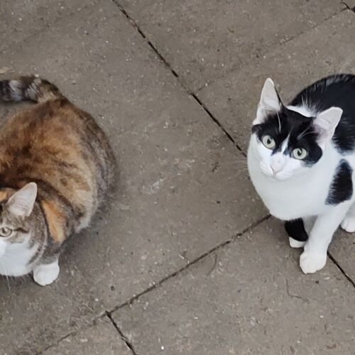 Katze