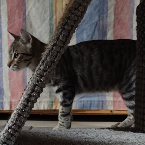 Katze
