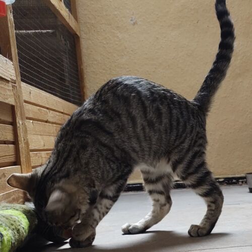 Katze