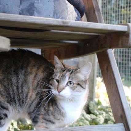Katze